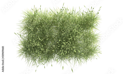 green foxtail grass isolated