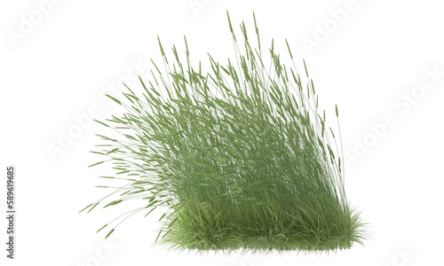 green foxtail grass isolated photo