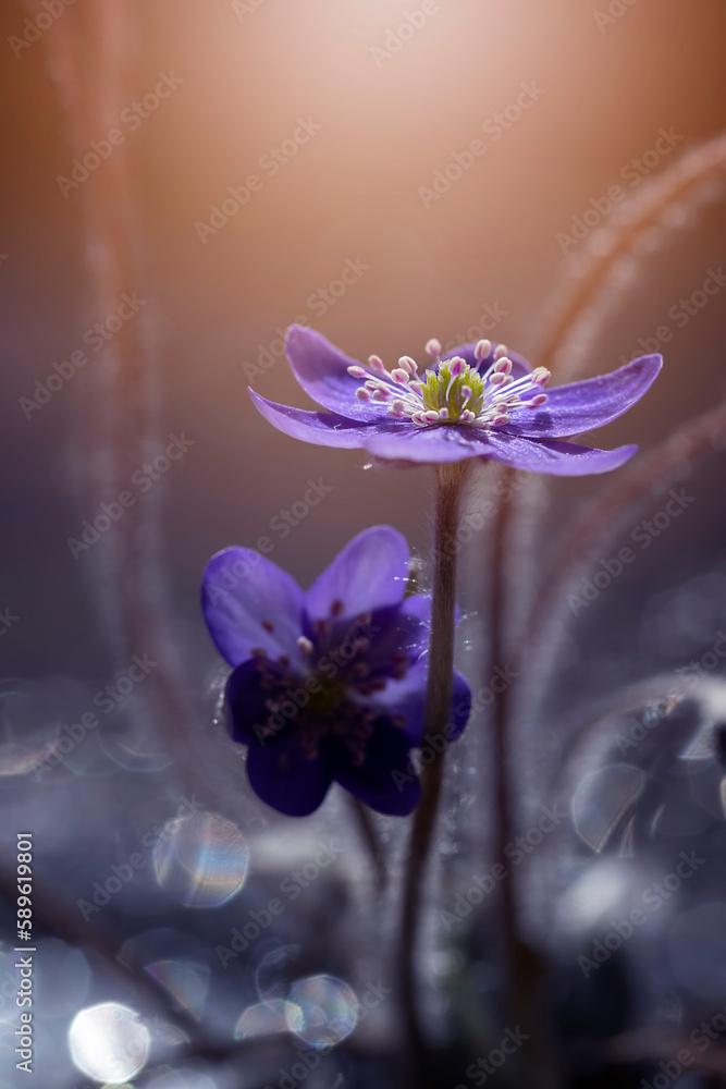 Naklejka Przylaszczki. Wiosenne leśne kwiaty. Dzikie, kwitnące kwiaty