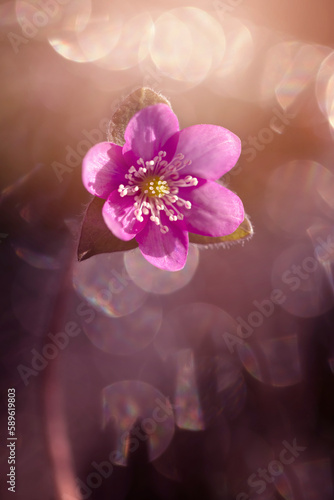 Kwiat przylaszczki (Hepatica nobilis). Kwitnące kwiaty. Motyw kwiatowy. Rozmyte tło. 