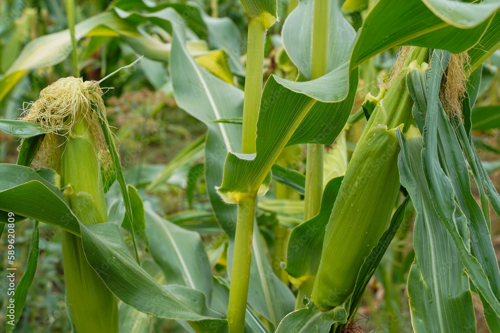 Corn in the field. Corn plantation Corn in the field. Corn plantation