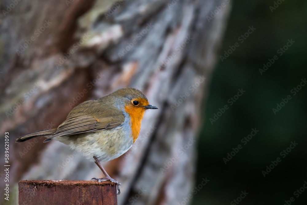 A European robin erithacus rubecula stand perched on a fence in forest during winter in the UK A European robin erithacus rubecula stand perched on a fence in forest during winter in the UK