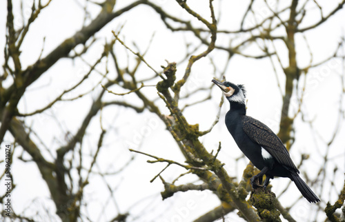 Cormorant seabird resting on a branch in some trees near a river in Cambridge