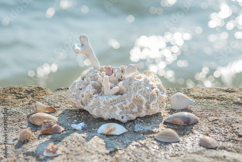 Dead corals and sea shells on sea water background.