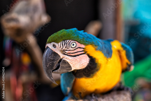 blue and yellow macaw