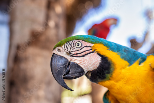 blue and yellow macaw