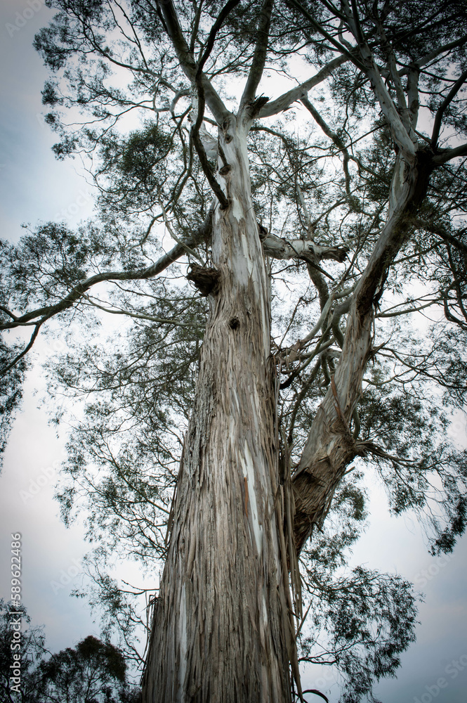Fototapeta premium humid forest