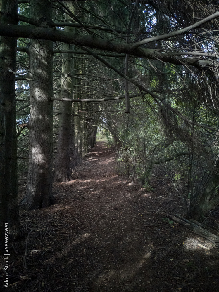 Obraz premium path in the woods