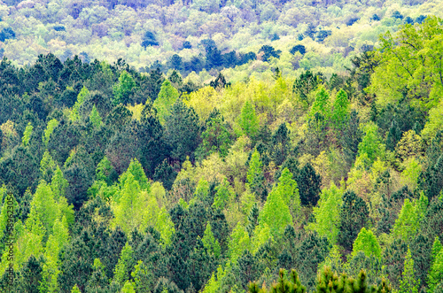 landscape with a mixture of trees near alabama highway 431 in Calhoun County, near Anniston, Alabama, USA
