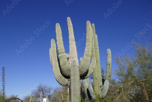 Saguero cactus  photo