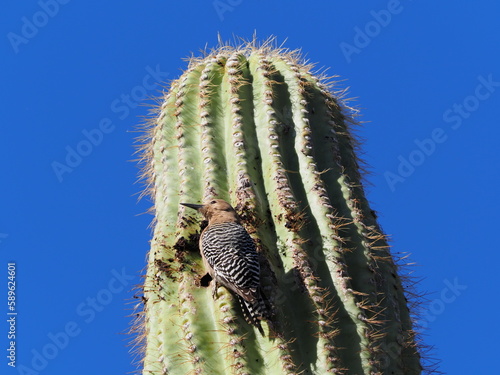 Saguero cactus  photo