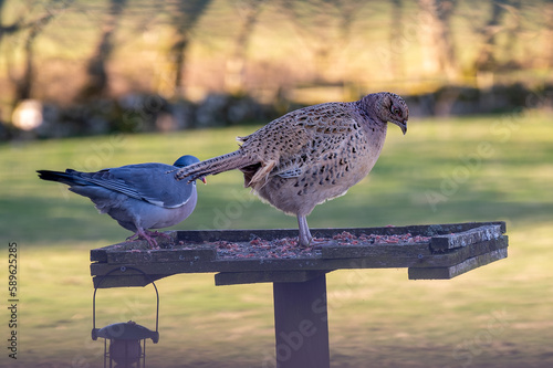 Female Pheasant feeding on bird table