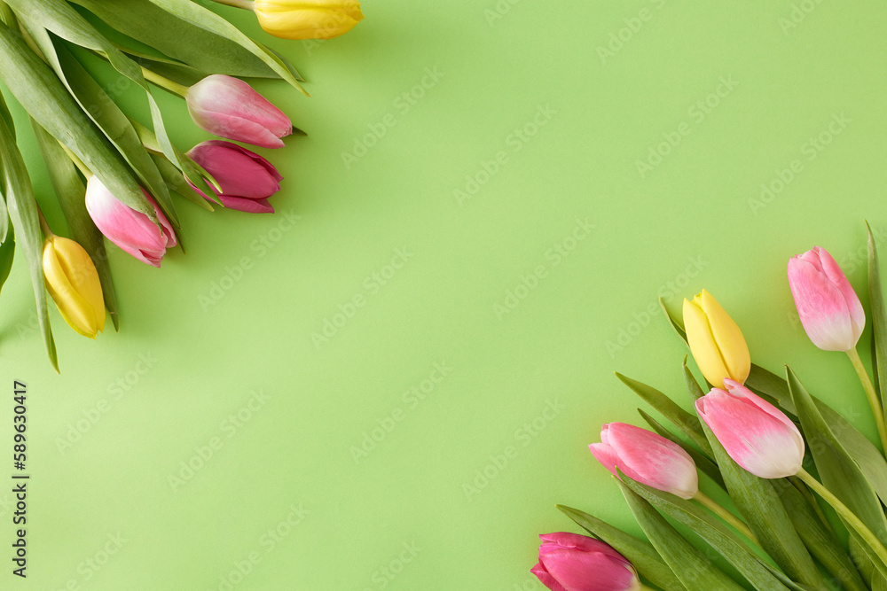 Obraz premium Spring atmosphere concept. Flat lay photo of bouquets of flowers yellow pink tulips on isolated light green background with blank space in the middle