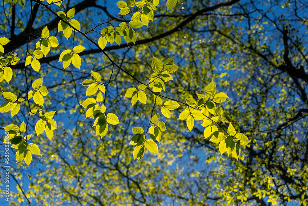 A tree branch with green leaves and the sun shining through the leaves. A tree branch with green leaves and the sun shining through the leaves.
