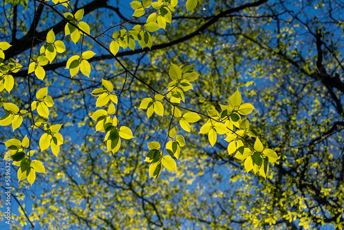 A tree branch with green leaves and the sun shining through the leaves.