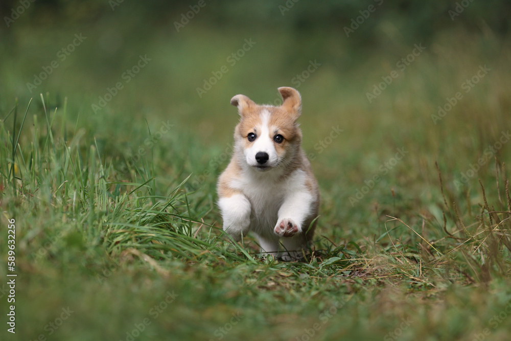 Little funny welsh corgi pembroke puppy runs on the grass Little funny welsh corgi pembroke puppy runs on the grass