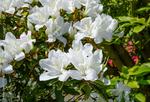 fresh spring flowers in bloom on rhododendron bush. flowering shrub in park gardens. white azalea flowers 
