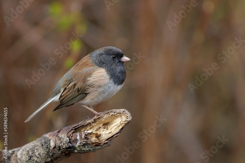Dark eyed Junco