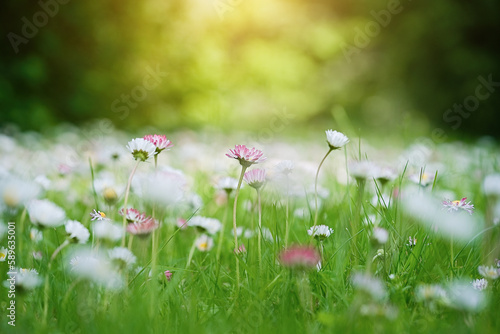 Daisy flowers meadow background. Spring background. Copy space. Soft focus  © D'Action Images