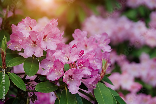 Blossoming rhododendron branch background. Bumblebee collects nectar. Spring background. Copy space. Soft focus  