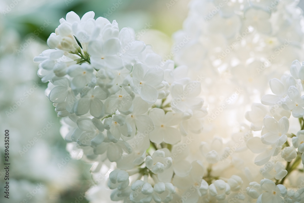 Blossoming lilac tree branch background. Spring background. Copy space. Soft focus Blossoming lilac tree branch background. Spring background. Copy space. Soft focus