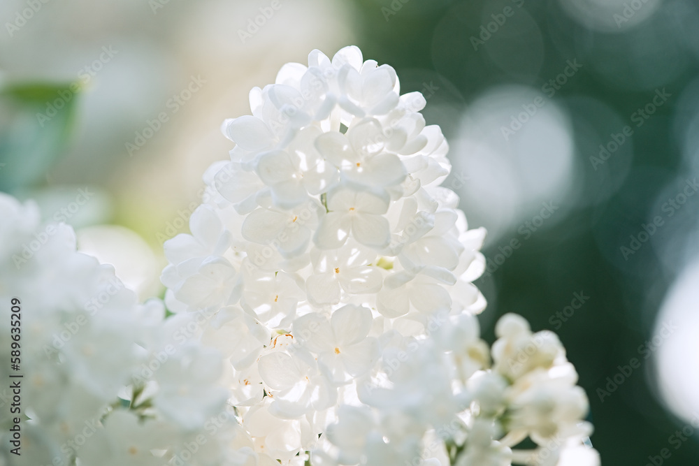 Blossoming lilac tree branch background. Spring background. Copy space. Soft focus Blossoming lilac tree branch background. Spring background. Copy space. Soft focus