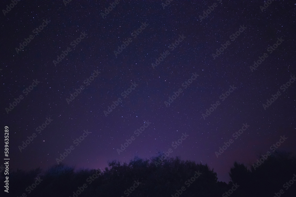 starry night sky above trees starry night sky above trees
