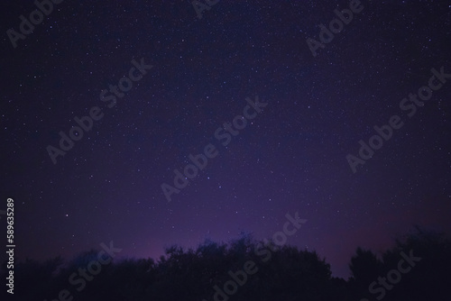 starry night sky above trees © romantiche