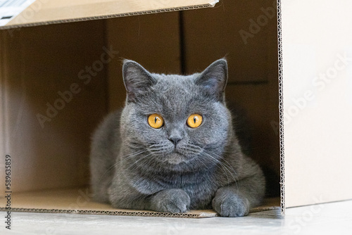Graue Britisch Kurzhaar Katze im Karton