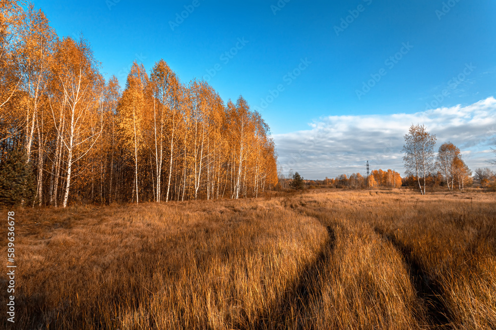 Golden birch trees and a country field under the clear blue sky with cirrus clouds and plane tracks. Autumn forest. Idyllic rural scene. Environmental conservation theme