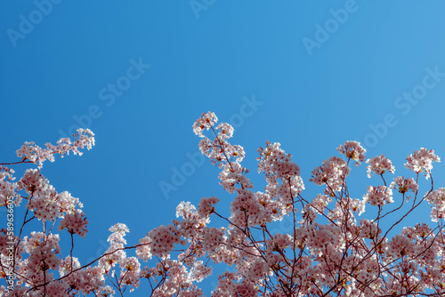 cherry blossom against blue sky