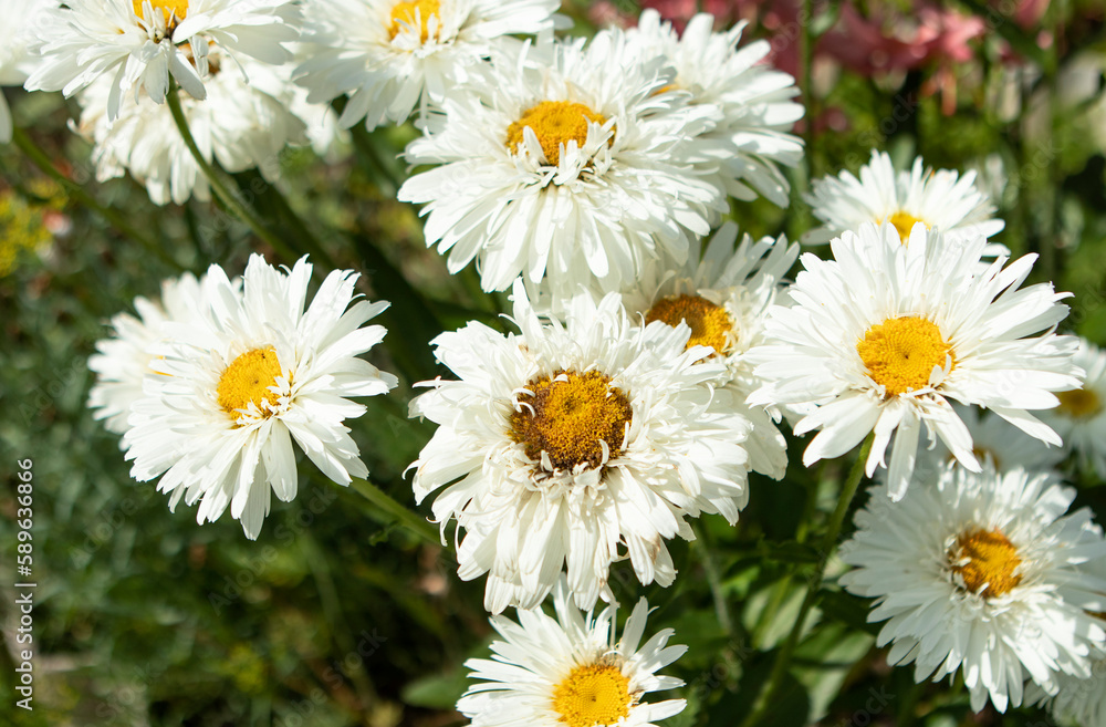 bush of white daisies in the garden in summer bush of white daisies in the garden in summer
