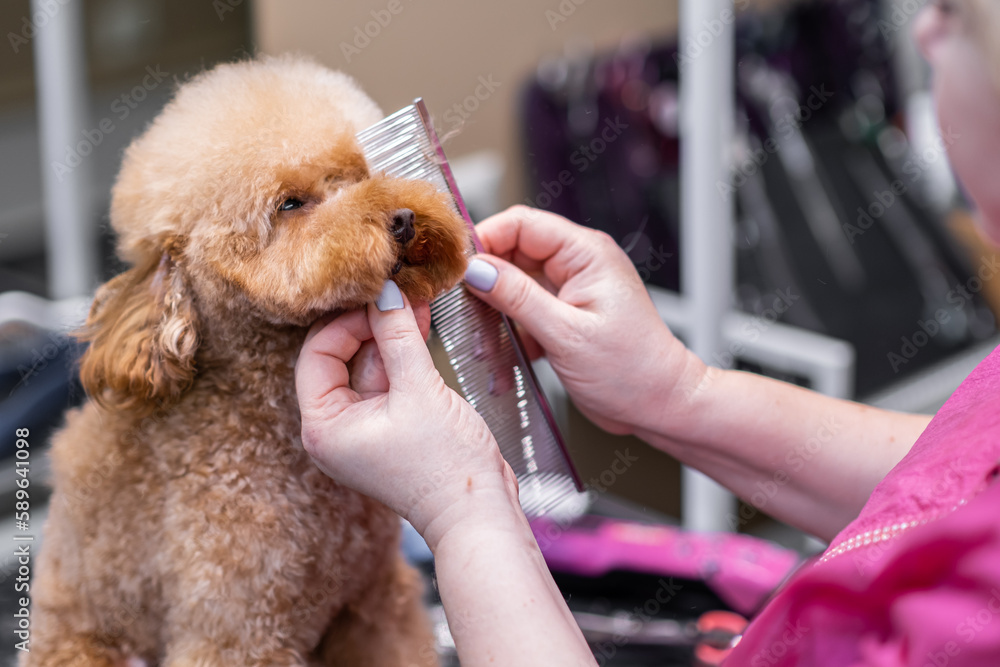 Happy cute poodle Dog getting groomed at salon. Professional cares for a dog by Groomer's hands