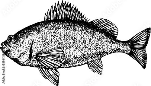 Bass seafood monochrome hand drawn illustration.