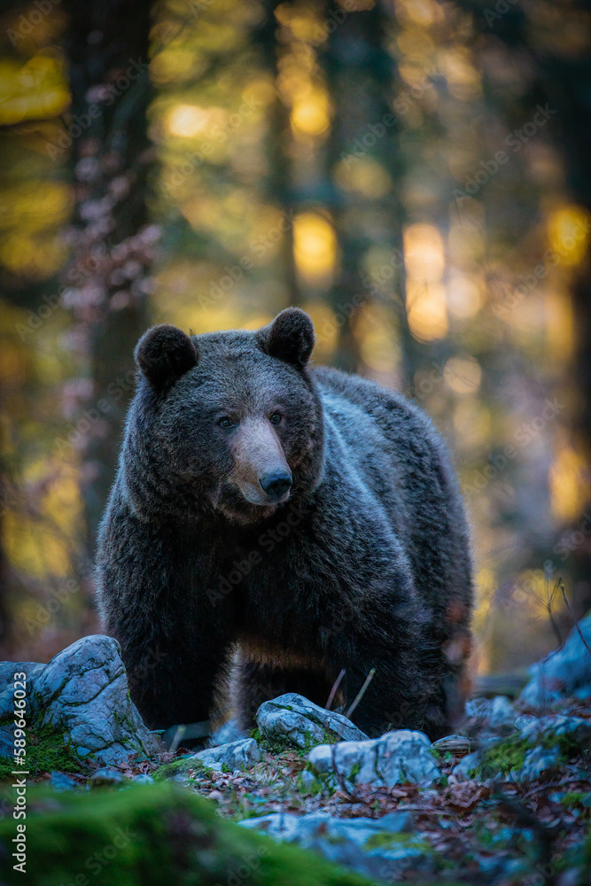Fototapeta premium Brown bears in the Slovenian forest
