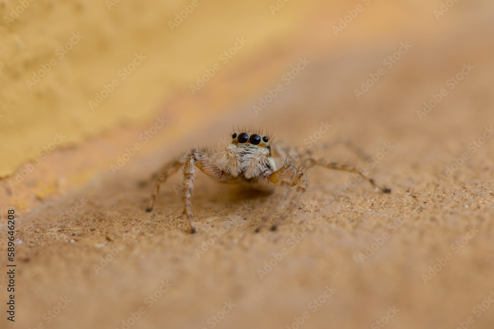 Obraz premium Araña saltadora, Salticidae.