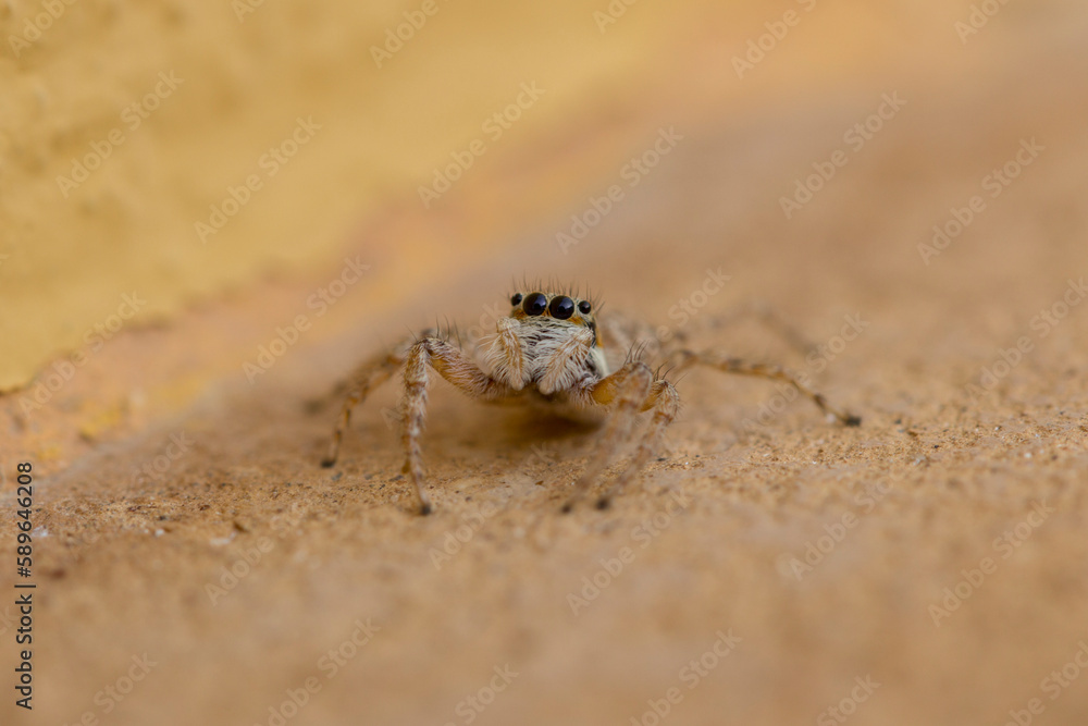 Araña saltadora, Salticidae.