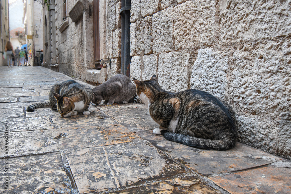 Obraz premium A group of three stray feral cats eat dry food from tourists in a narrow cobblestone alley in Kotor, Montenegro, the City of Cats.