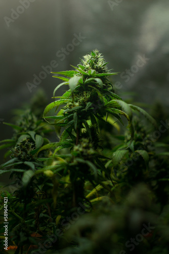 close up of grass marihuana