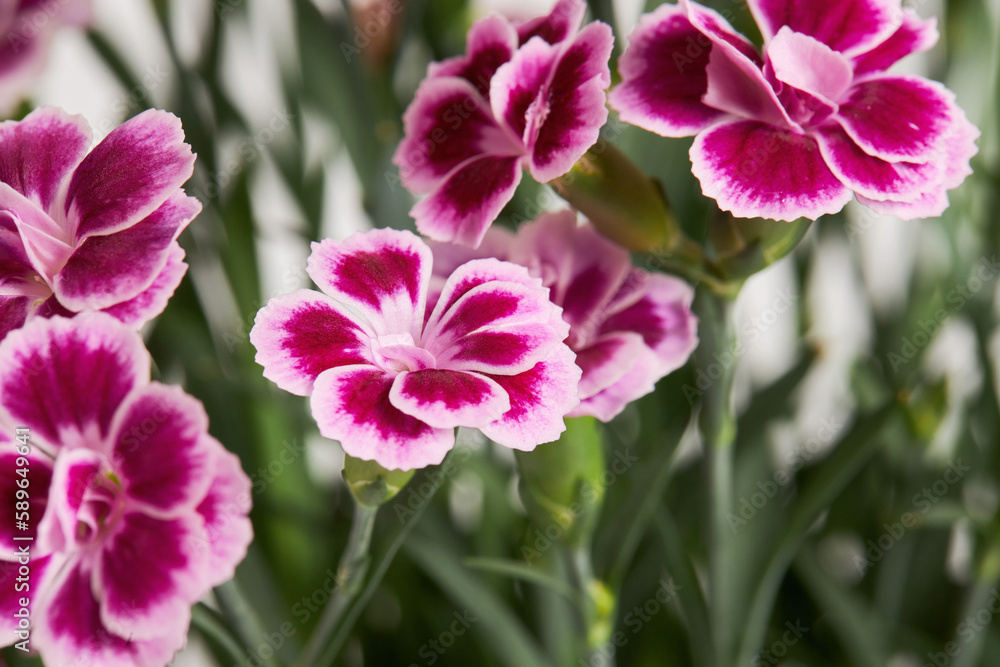 Fototapeta premium Purple mini carnation dianthus in colorful flower pot. Flowering carnation plant. Dianthus Chinensis 