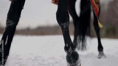 closeup view of legs of black horse in winter forest, beating with hoof on snow photo