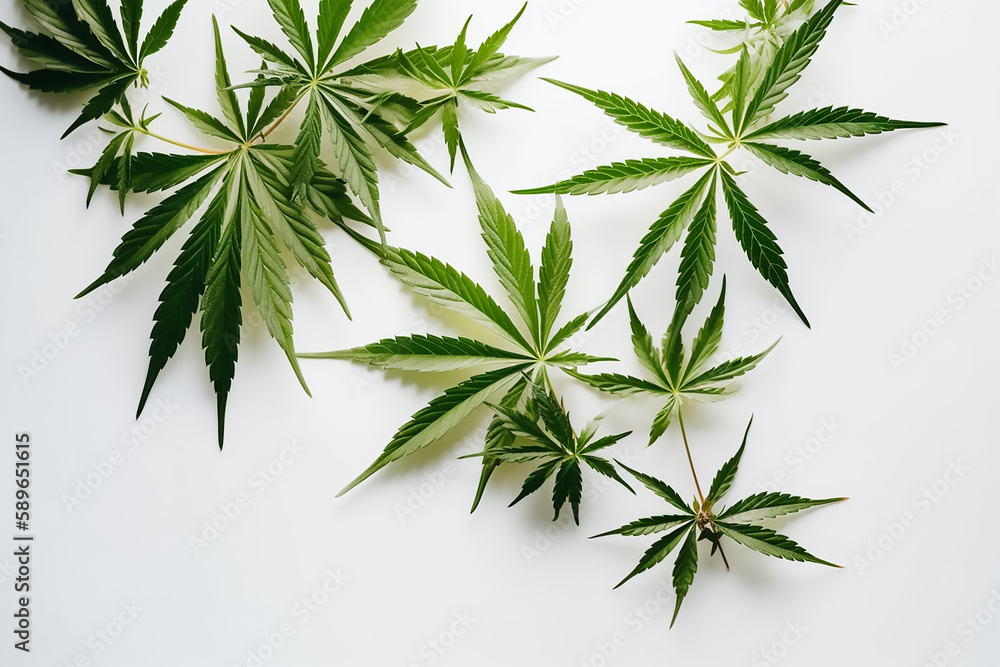 Fresh Medical marijuana and cannabis leaves Fresh Medical marijuana and cannabis leaves