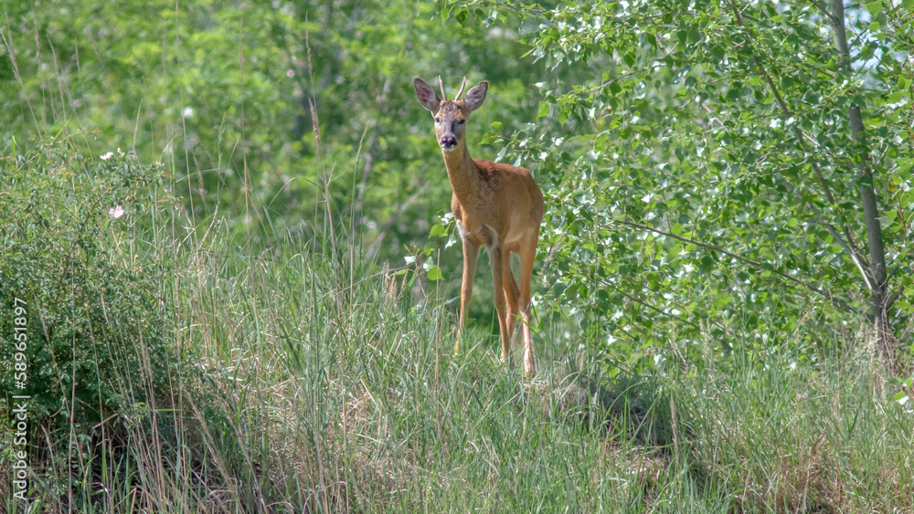 deer in the forest deer in the forest