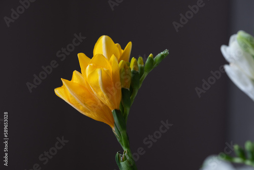 Fragile, beautiful, snow-white and yellow freesias close-up. A black surface in the background. Copy space. Background for quotes © Silga