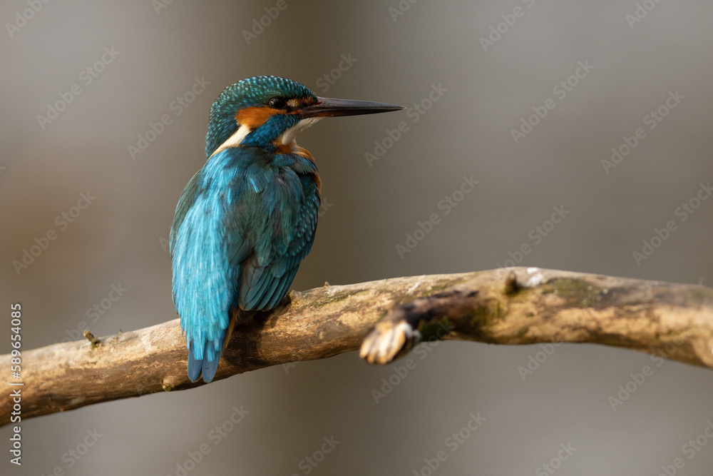 Obraz premium Kingfisher