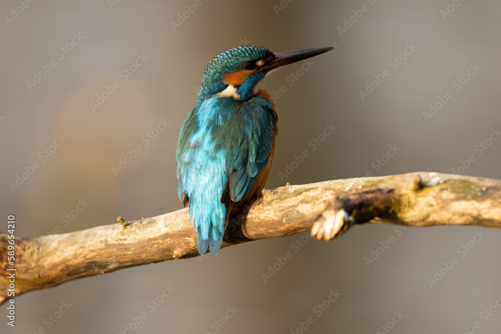Kingfisher Kingfisher