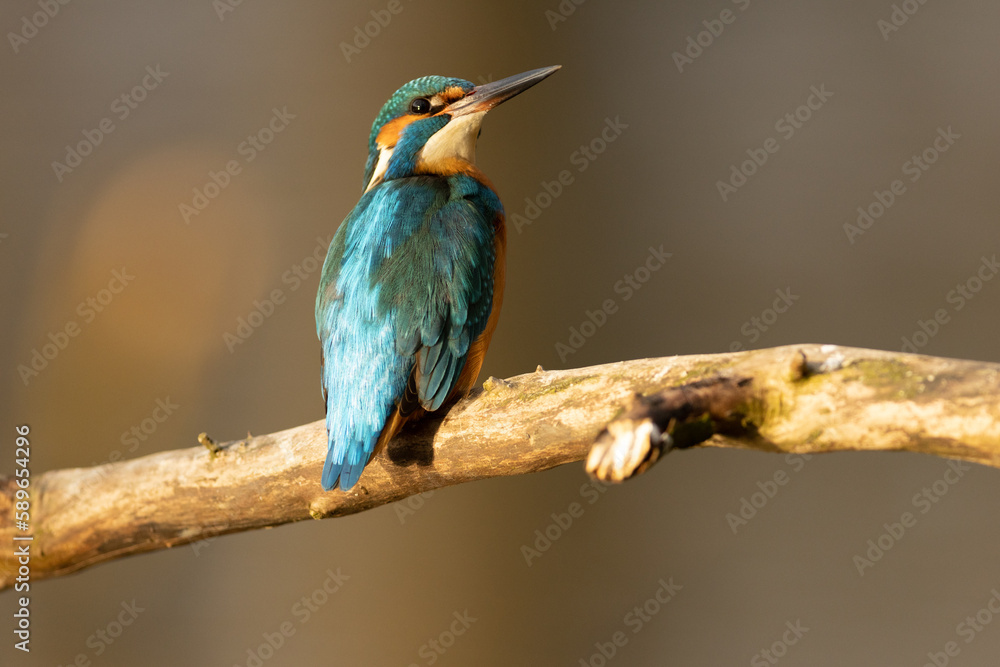 Fototapeta premium Kingfisher