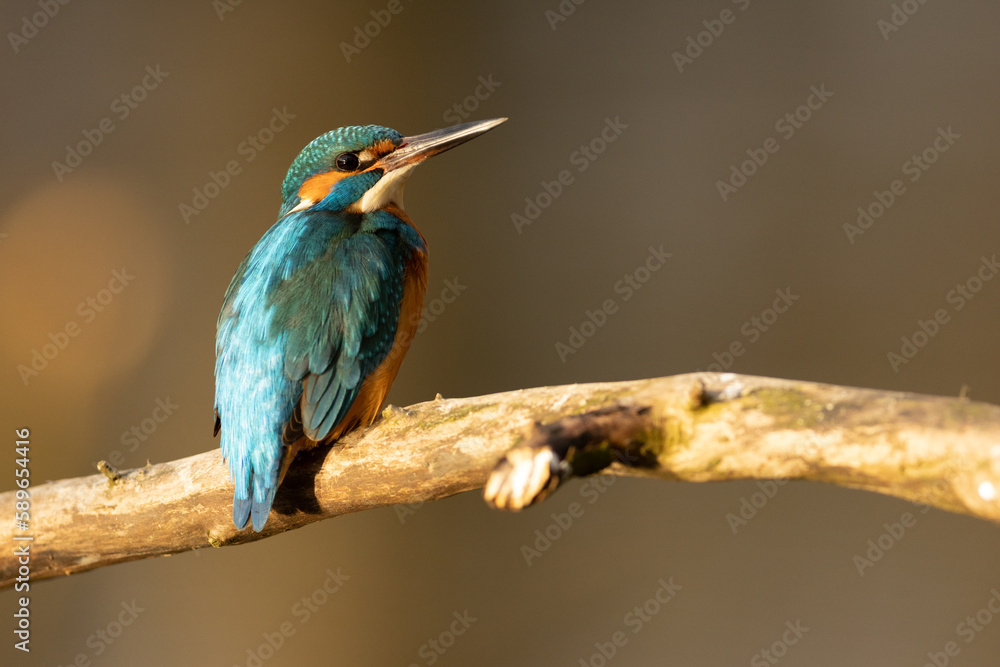 Obraz premium Kingfisher