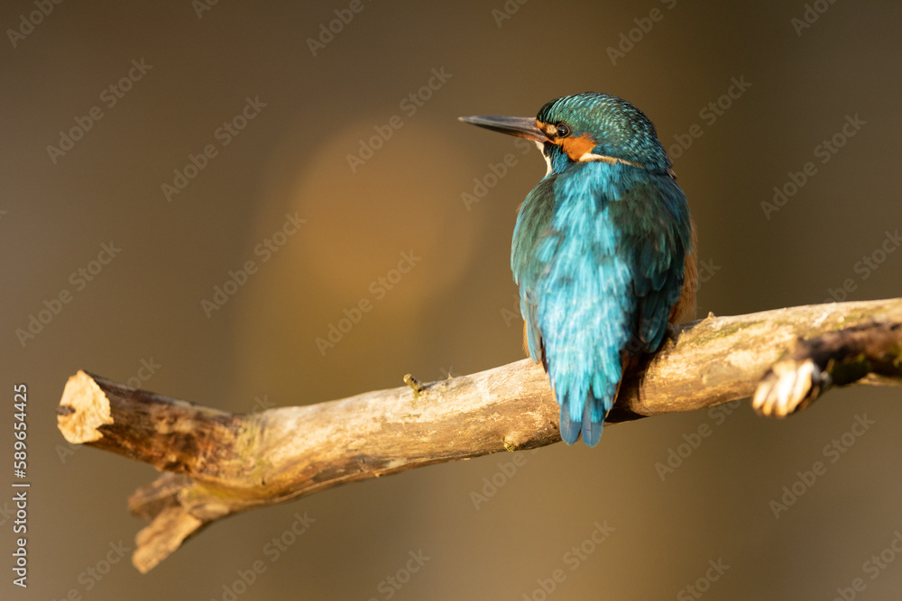 Obraz premium Kingfisher