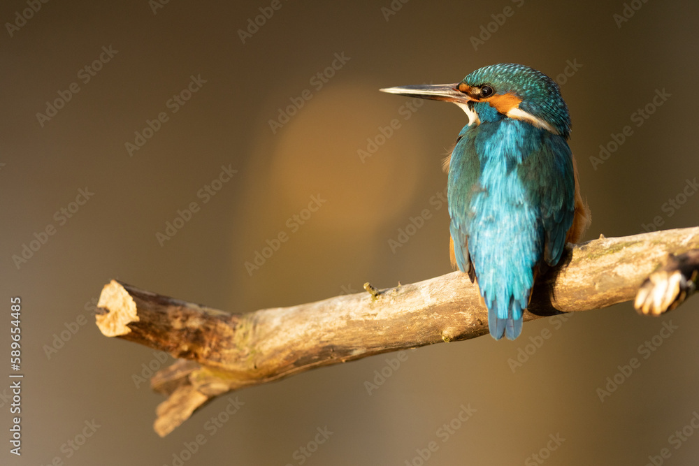 Fototapeta premium Kingfisher